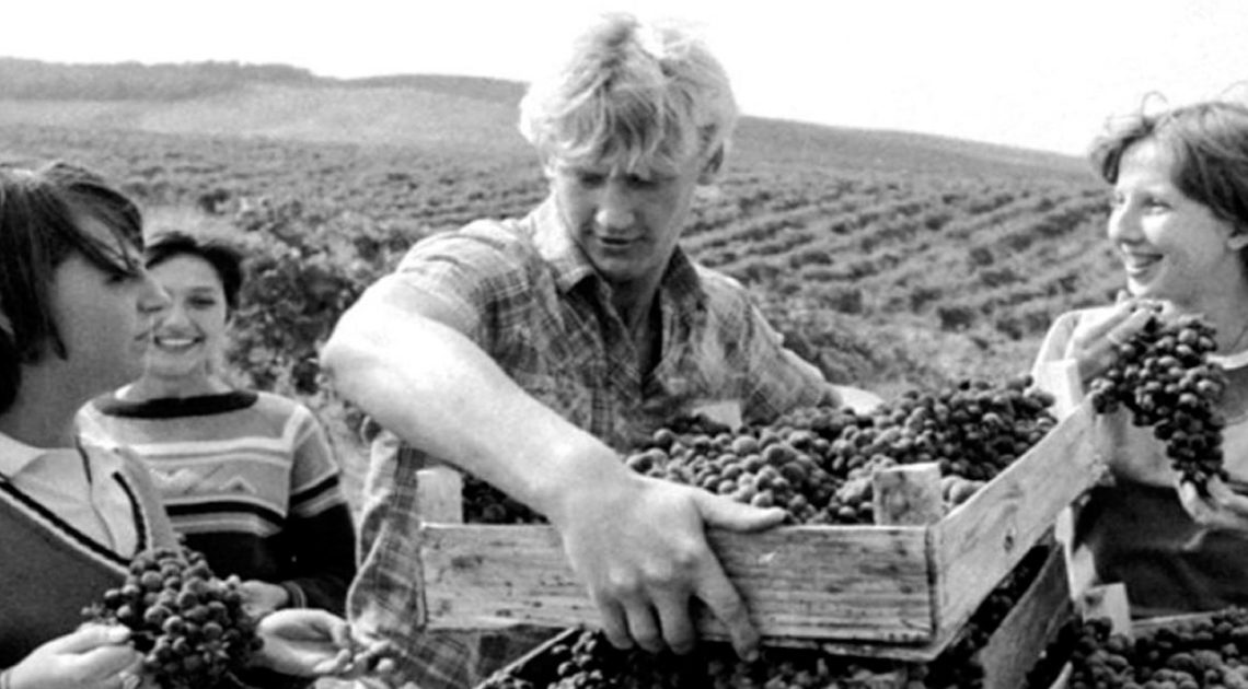 Как собирали урожай при СССР: подборка фотографий