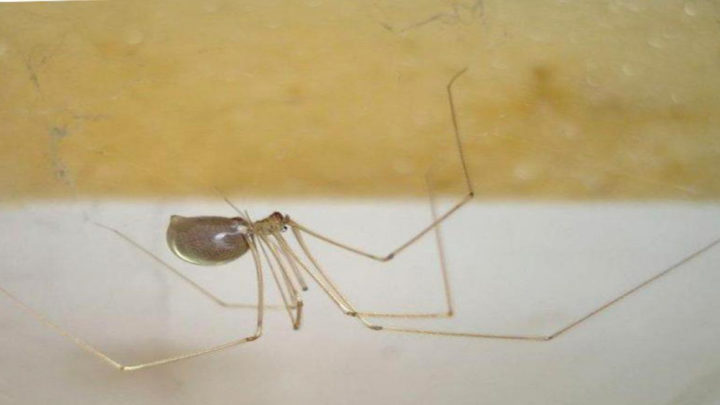 Энтомологи назвали основные причины, по которым не стоит уничтожать в доме пауков